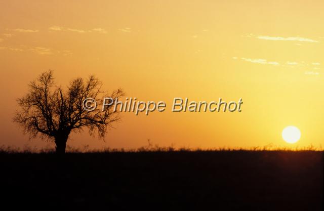 chypre 28.JPG - Olivier au coucher du soleilChypre